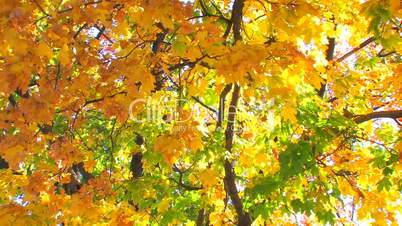 HD Beautiful autumn colours