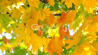 HD Abstract image of autumn maple leaves in morning sunlight, closeup