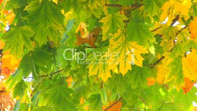 HD Moving maple tree branch with green and yellow leaves, closeup