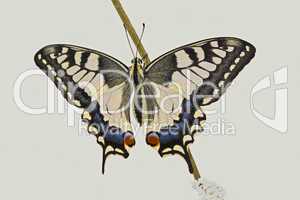 Schwalbenschwanz  papilio machaon