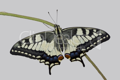 Schwalbenschwanz  papilio machaon