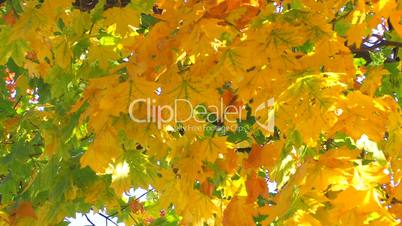 HD Autumn multi colored maple tree branch in sunlight