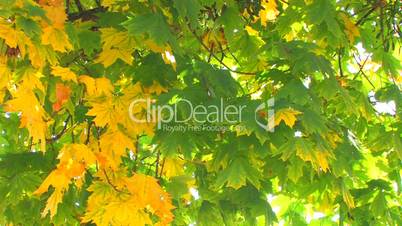 HD Maple tree with moving green and yellow leaves, closeup