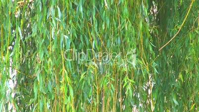 HD Pussy-willow branches with with reflections from the water, closeup