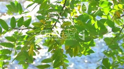HD Tree branch with green leaves on the background of flowing water