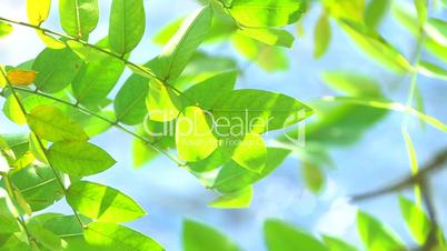 HD Tree branch with green and yellow leaves on the water background, closeup