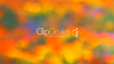 HD Abstract pattern of colorful flowerbed, with very shallow DOF