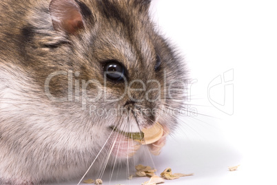 Dwarf hamster eating pumpkin seed