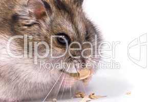 Dwarf hamster eating pumpkin seed
