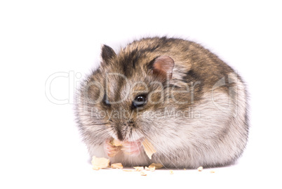 Dwarf hamster eating pumpkin seed