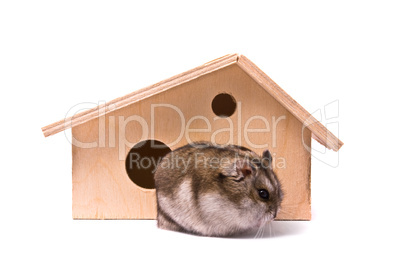 Dwarf hamster in house, studio shot, isolated on white