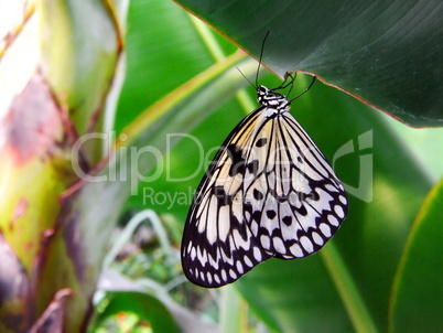 schwarz-weißer Schmetterling