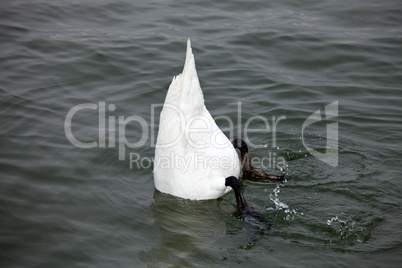 weißer Schwan beim Gründeln