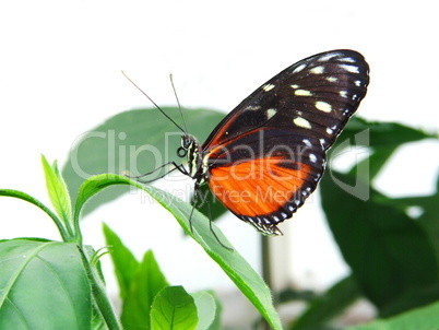 rot-schwarzer Schmetterling