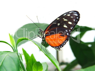rot-schwarzer Schmetterling rot-schwarzer Schmetterling