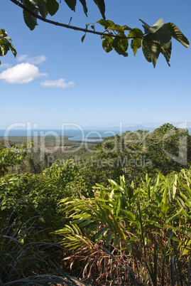 Detail of Daintree National Park, Queensland, Australia