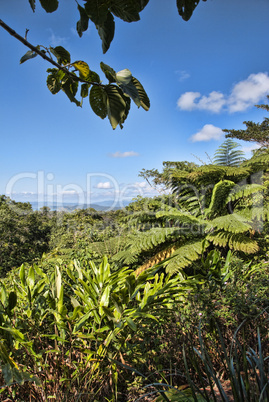 Detail of Daintree National Park, Queensland, Australia