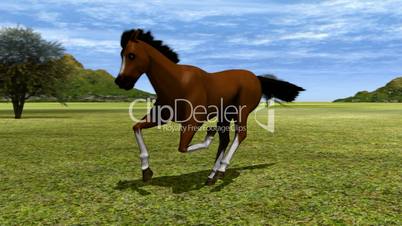 Horse Running HD1080