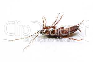 Dead cockroach on white background