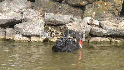 Black swan swimming on lake