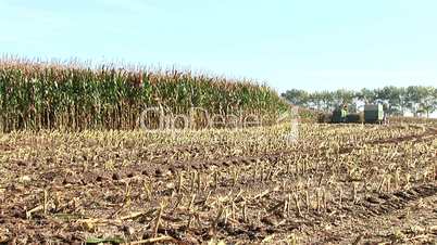 Maisernte / Corn Harvest