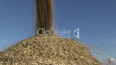 Mais Ernte / Corn Harvest