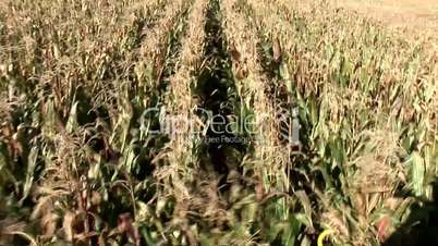 Mais Ernte / Corn Harvest