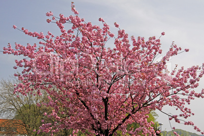 Japanischer Kirschbaum im April