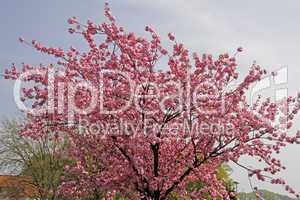 Japanischer Kirschbaum im April