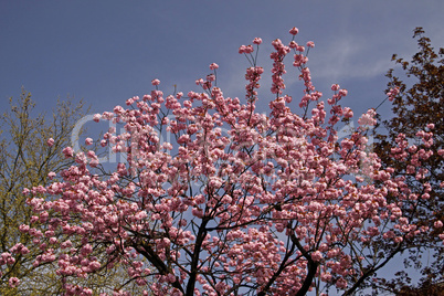 Japanischer Kirschbaum im April