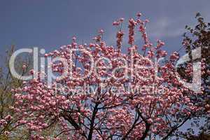 Japanischer Kirschbaum im April