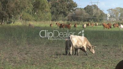 Cows grazing in a field time lapse