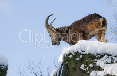 Alpensteinbock