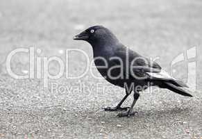 Rabe,crow birds