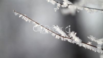 Branch in hoarfrost.