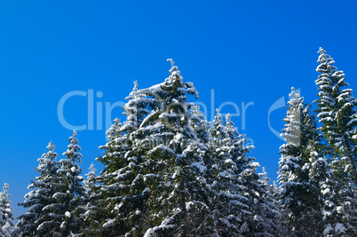 Winter fir wood