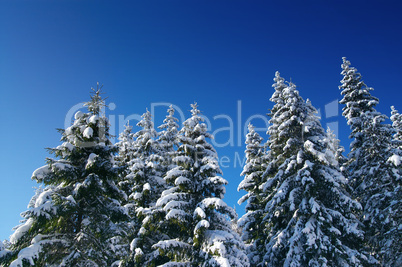 Winter fir wood