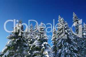 Winter fir wood