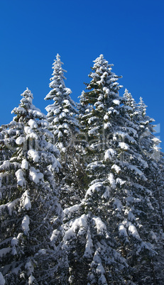 Winter fir wood