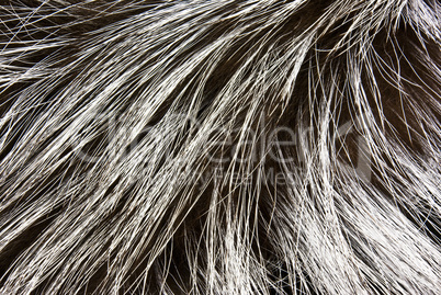 Fur of a silver fox