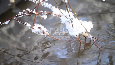 Mountain stream and branch with hoarfrost.