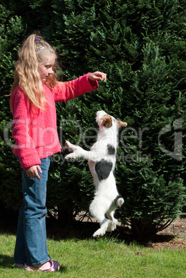 Springender Jack Russell Terrier