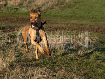 Rhodesian Ridgeback