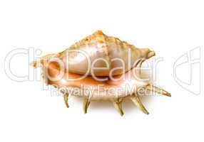 Big sea shell isolated on white background