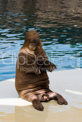 walrus in oceanarium