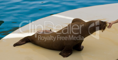 walrus in oceanarium