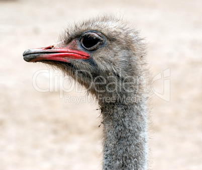 ostrich portrait