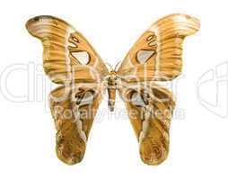 bright butterfly isolated on white background