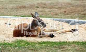 kangaroo in zoo