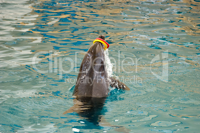 dolphin playing with toys